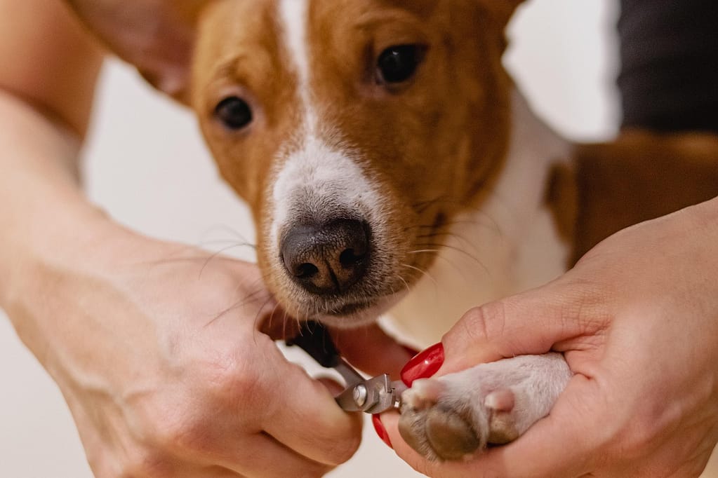 nail clipping, pet grooming, dog, pet salon, animal, nature, groomer, pet care, canine, pet grooming, pet grooming, pet grooming, pet grooming, pet grooming, pet, pet care, pet care