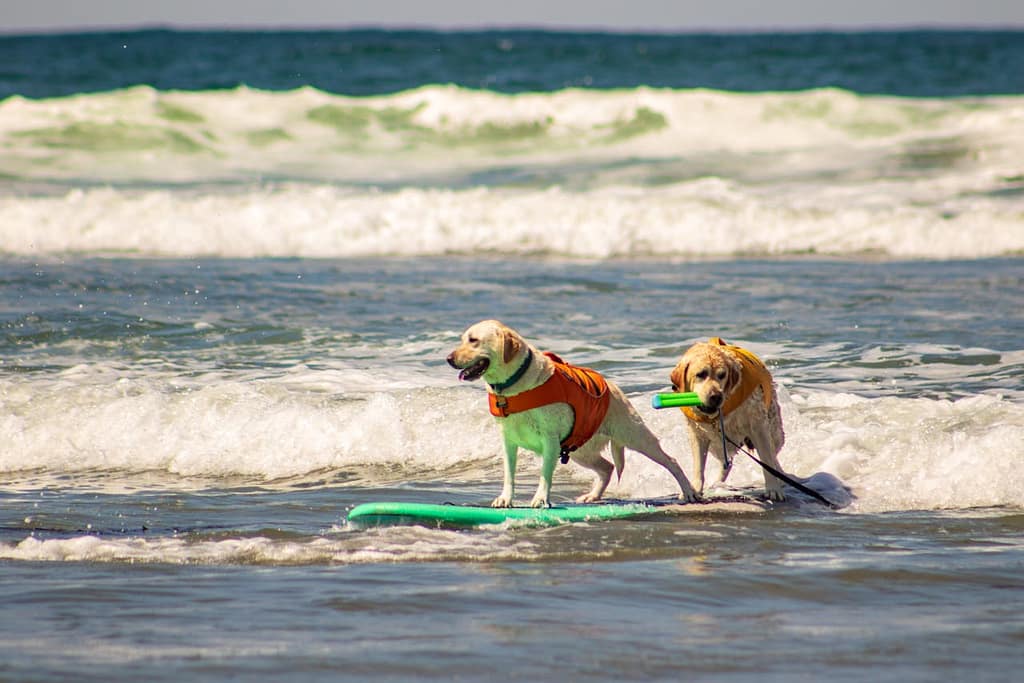 Two golden retrievers surfing with enthusiasm on a clear summer day.