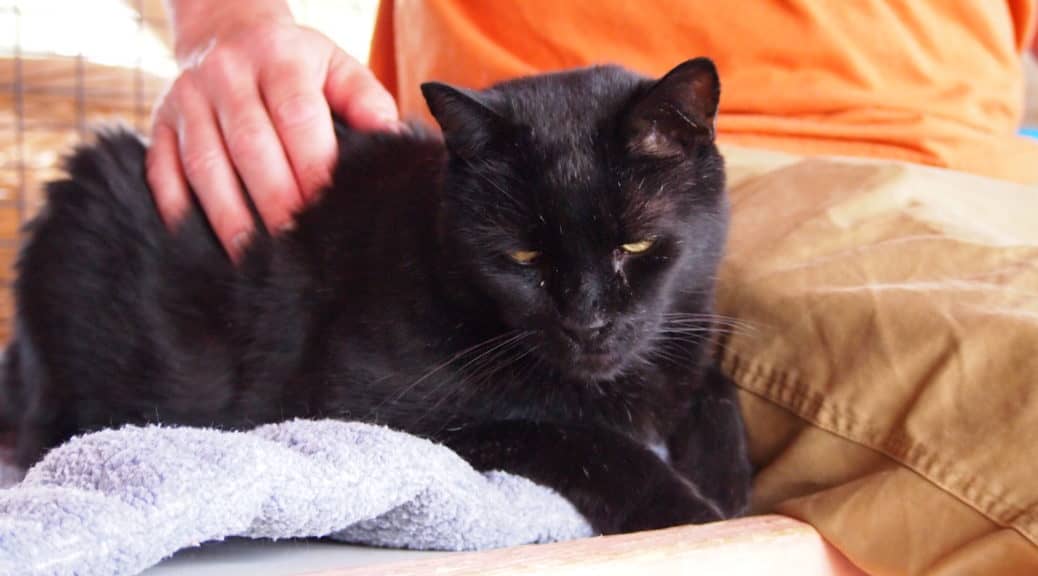 A black cat resting on a towel, looking pensively at the camera while being gently petted by a person's hand.