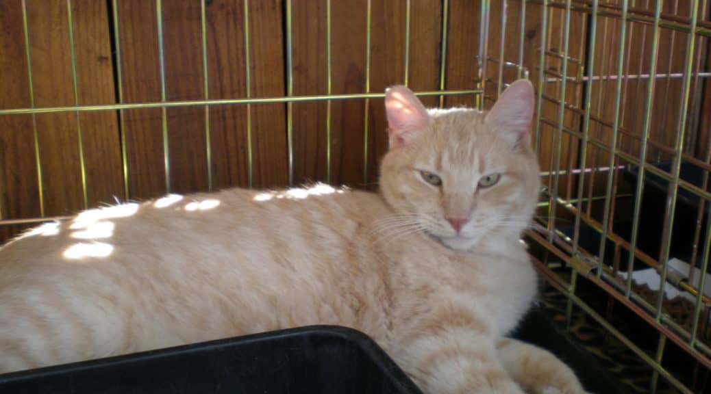 A relaxed orange tabby cat lounges in a crate, with sunlight casting playful shadows on its fur against a wooden background.