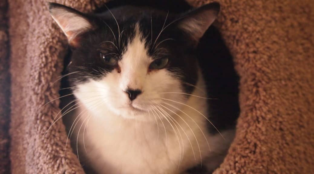 A black and white cat peeks out from a soft, fuzzy cat tree tunnel, showing curious eyes and prominent whiskers.