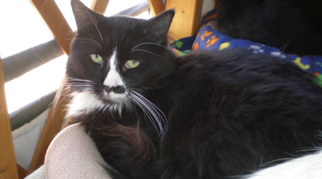 A black and white cat with striking green eyes lounges comfortably on a blanket in a cozy, wooden-fenced space.
