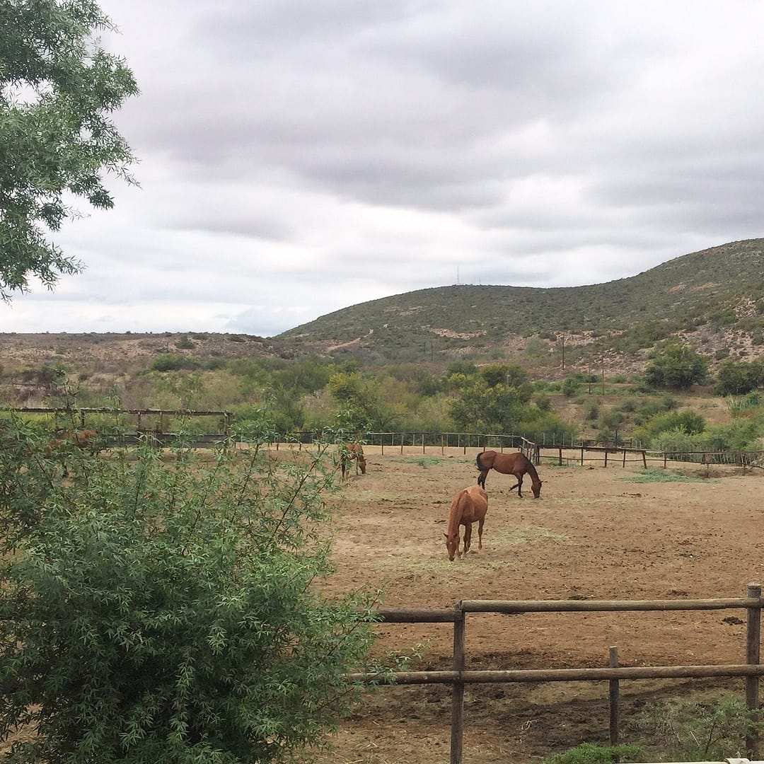 Two horses graze in a fenced pasture with hills and cloudy skies in the background, surrounded by sparse greenery.
