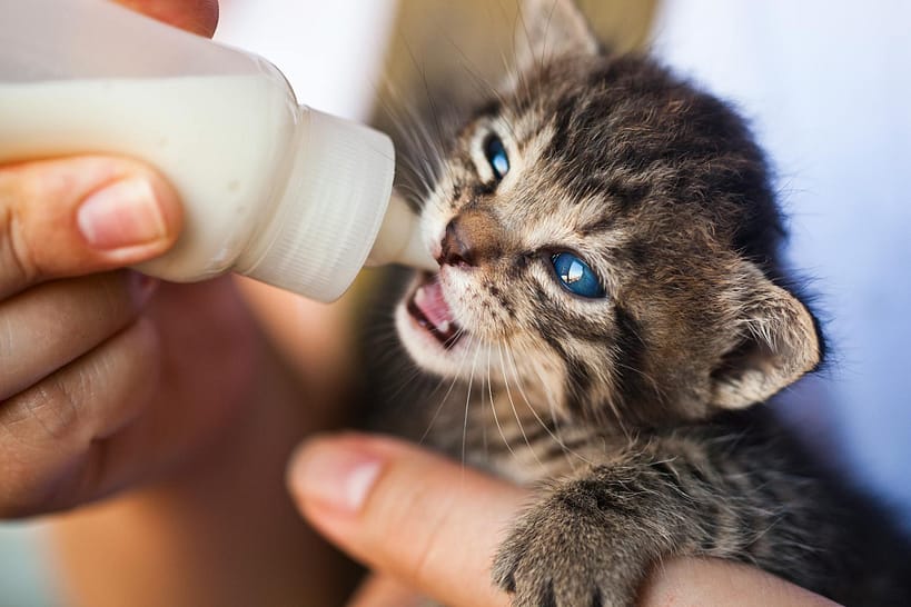 pexels-photo-1981111-1981111-1 Close-up of a hand feeding milk to a tiny tabby kitten with blue eyes.