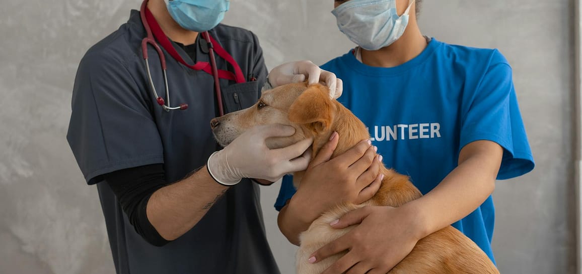 pexels-photo-7469222-7469222 A veterinarian and volunteer perform a health check on a dog at a clinic.