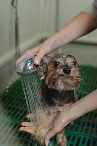 pexels-photo-6131165 A Yorkshire Terrier being bathed and groomed by a person in a grooming salon.