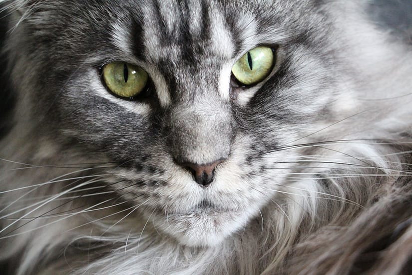 Detailed close-up of a grey Maine Coon cat's face showcasing its expressive eyes and fluffy fur.