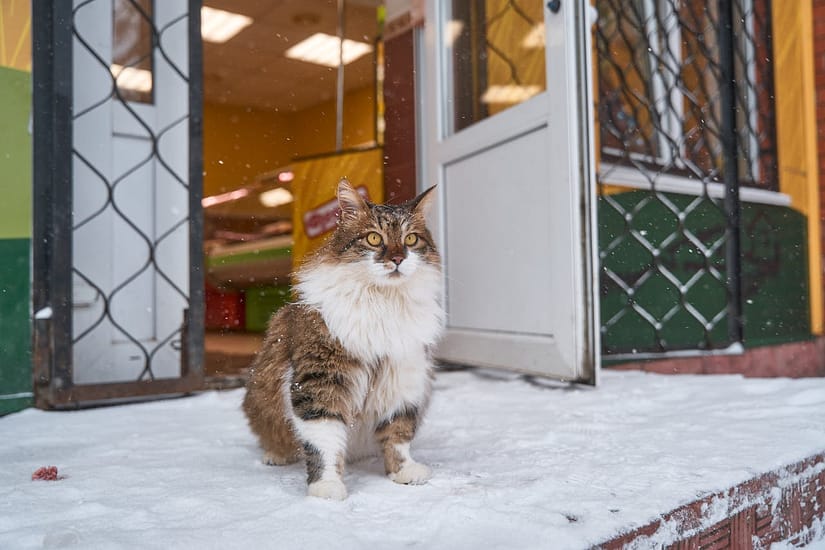 A furry Siberian cat sits on snowy steps outside a shop in Borovsk, Russia.