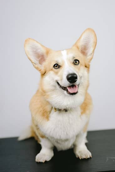 Close-up portrait of a smiling Corgi with large ears, perfect for pet lovers.