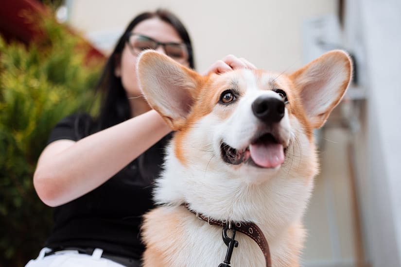 A joyful Pembroke Welsh Corgi being lovingly patted by its owner outdoors.