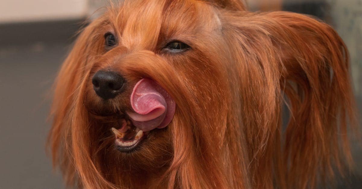 Charming close-up of a furry, long-haired dog licking its nose with a yellow bow on its head.