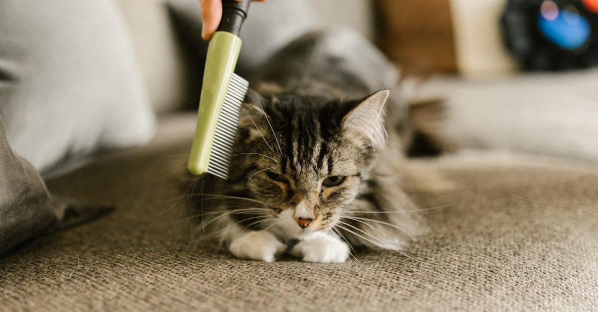 A relaxed cat enjoys grooming with a comb on a cozy indoor sofa, emphasizing pet care.