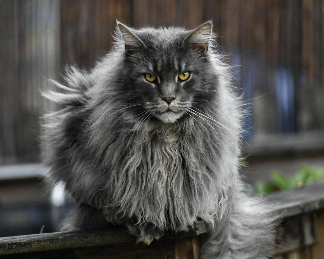 Close-up of a majestic fluffy Maine Coon cat sitting outdoors, showcasing its prominent fur and intense gaze.