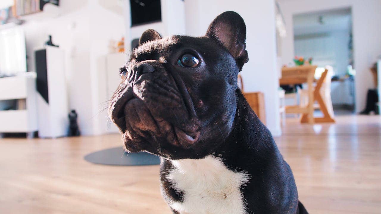 Cute French Bulldog sitting inside a bright room, looking upwards.