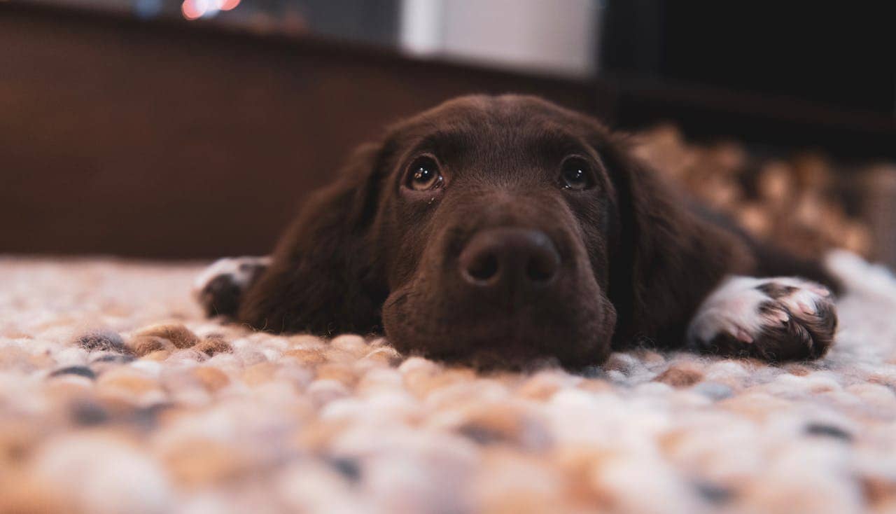 A cute brown puppy lying on a cozy carpet indoors, looking playful and comfortable.