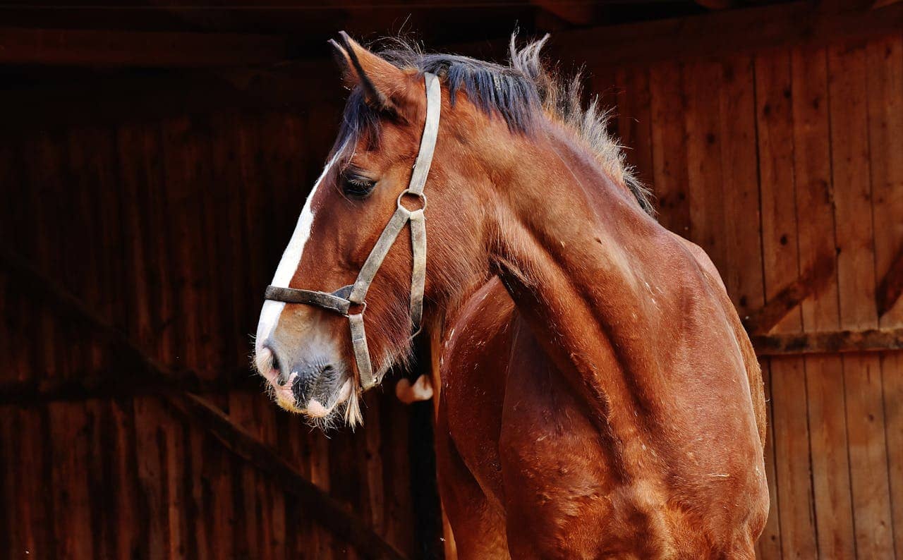 A striking portrait of a brown horse with a white blaze standing in a stable.