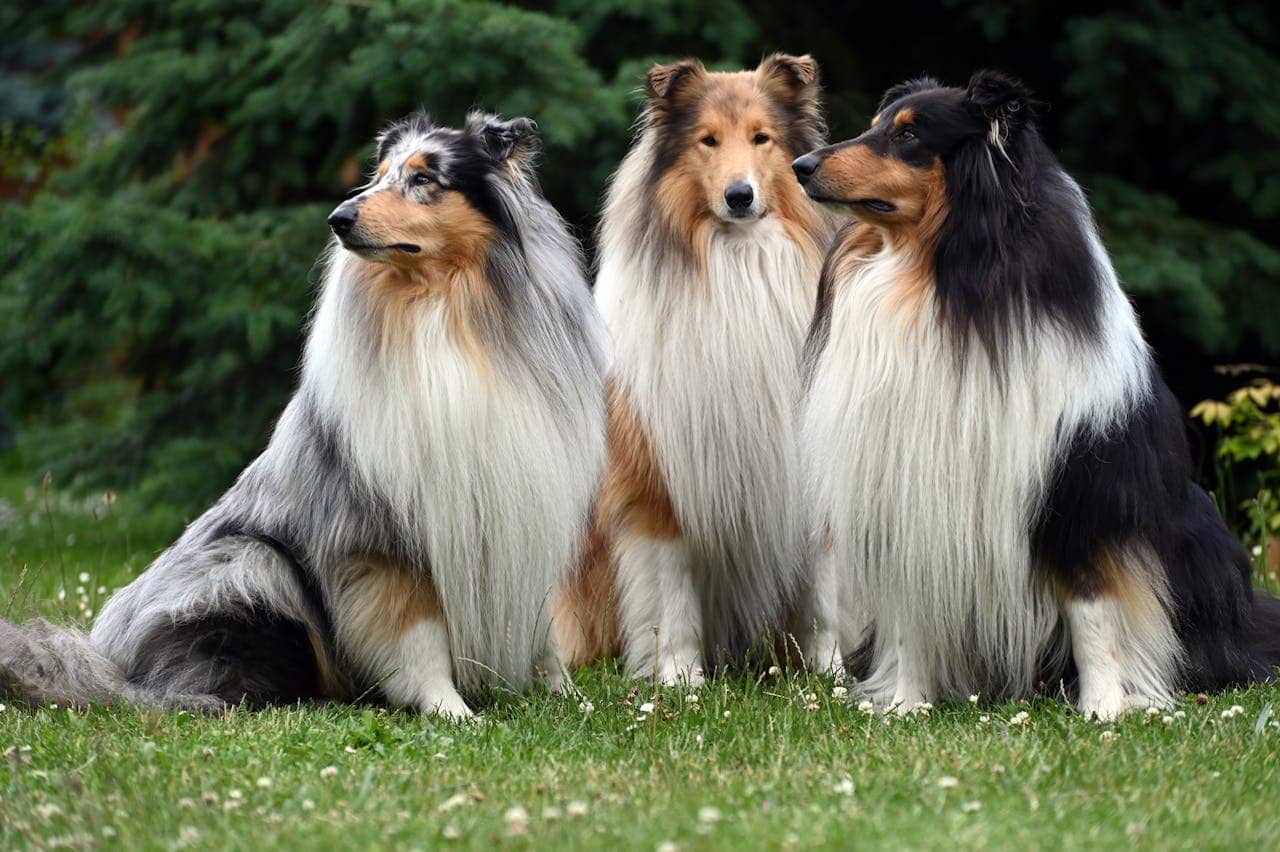 A group of three collies with long, fluffy coats relaxing on green grass in a sunny outdoor setting.