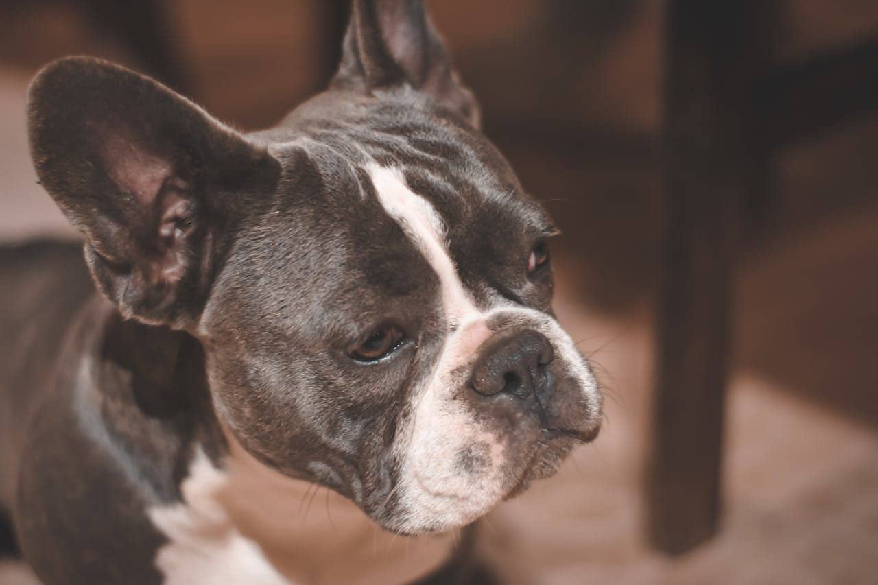 Adorable French Bulldog relaxing indoors with focus on its gentle expression.