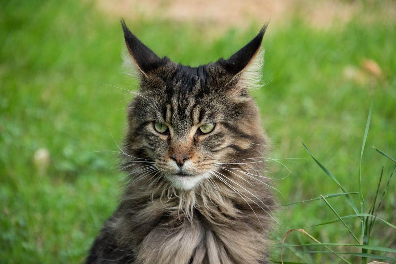 Close-up of a Maine Coon cat sitting in grass, showcasing its fur and striking features.