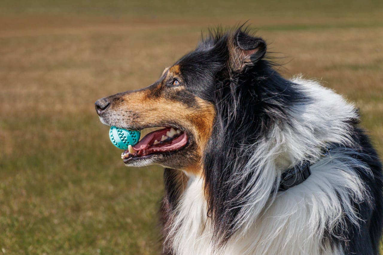 A rough collie dog holding a blue ball in its mouth outdoors on a sunny day.