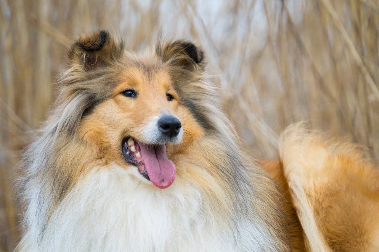 Charming Collie dog with fluffy coat and open mouth panting outdoors.