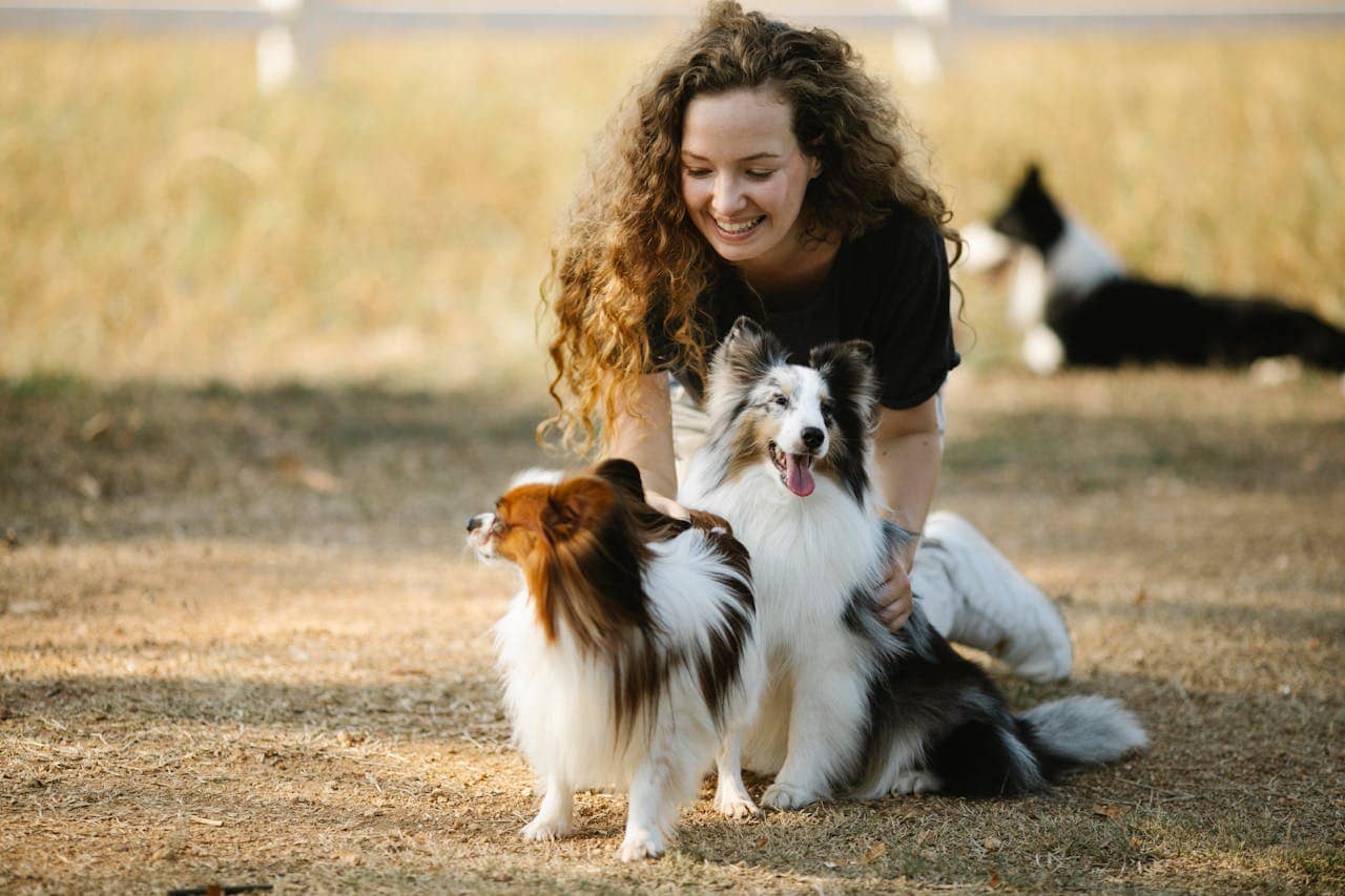 A joyful woman plays with her Shetland Sheepdogs in a sunny outdoor park setting, capturing a moment of happiness.