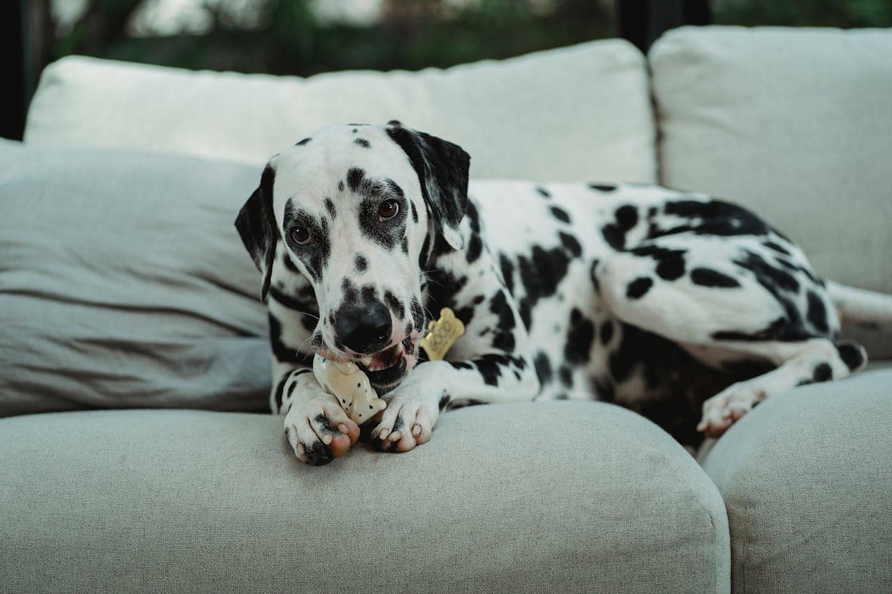 A Dalmatian dog lying on a sofa chewing a toy bone indoors.