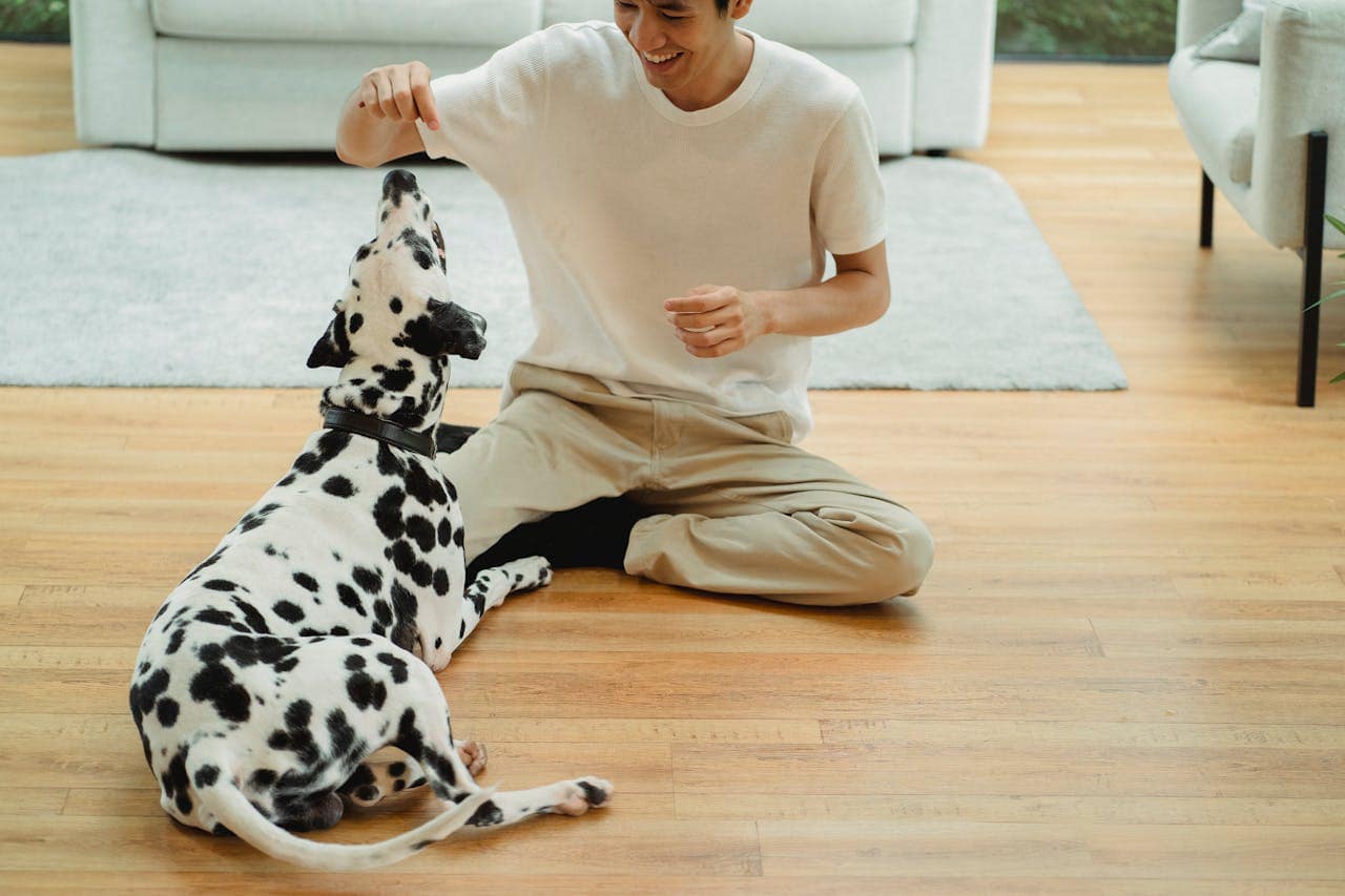 A man happily interacts with his Dalmatian in a cozy living room setting.