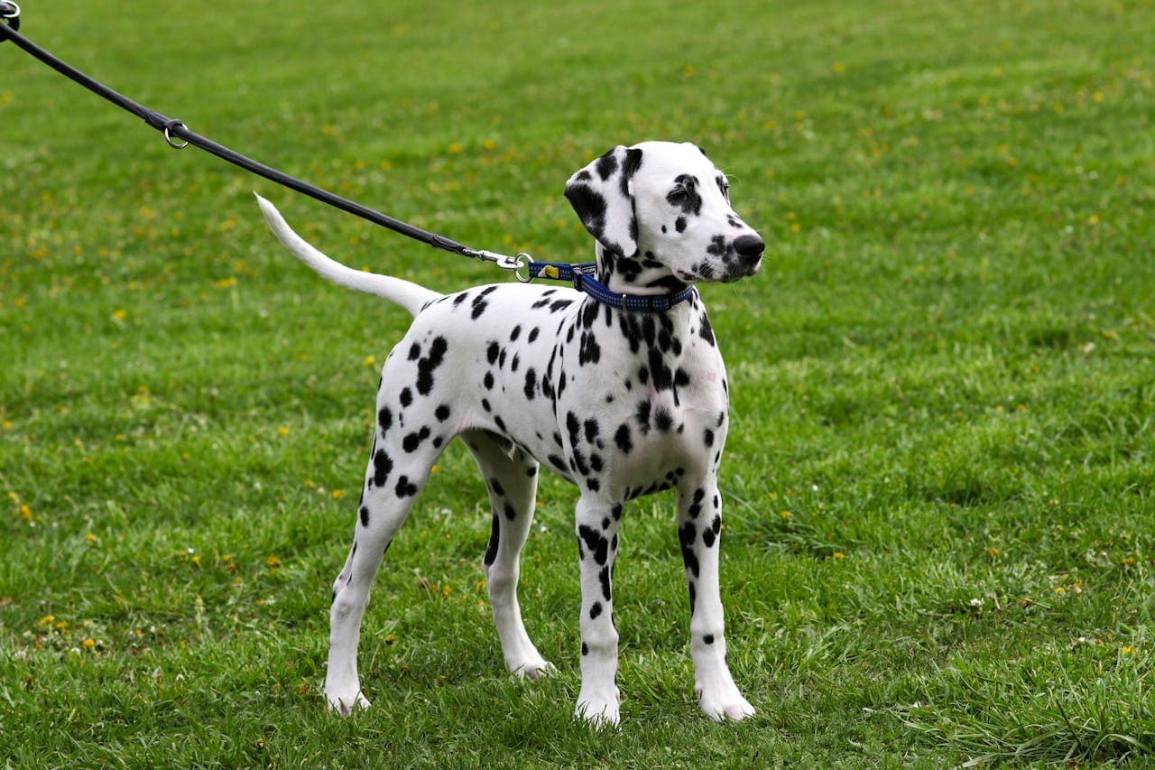 A playful Dalmatian dog standing on grass with a leash in a park.