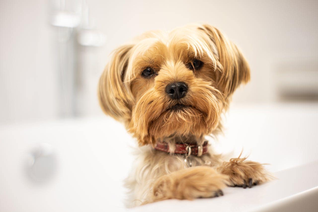 A cute Yorkshire Terrier puppy standing in a bathtub, looking curious and fluffy.