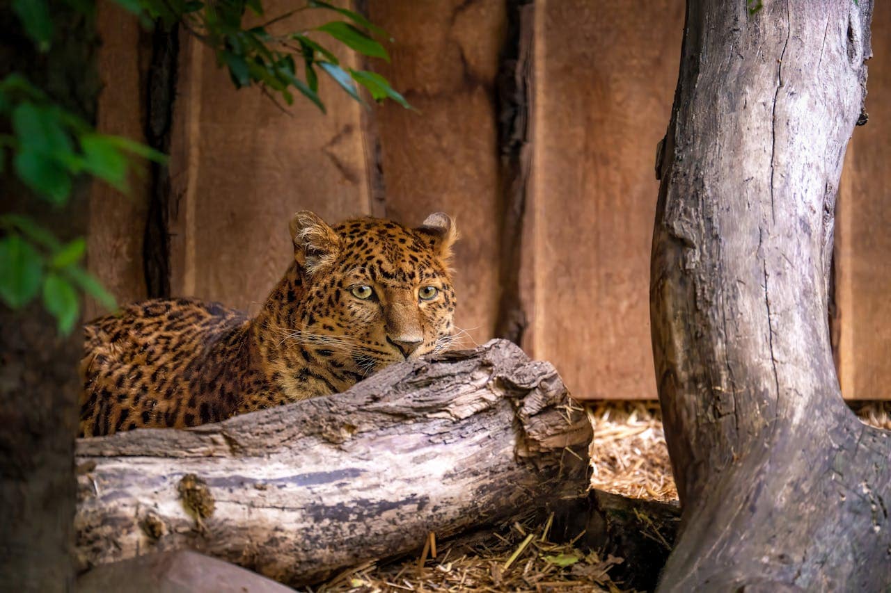 A majestic leopard with distinct coat pattern resting amidst logs and trees in a zoo setting.