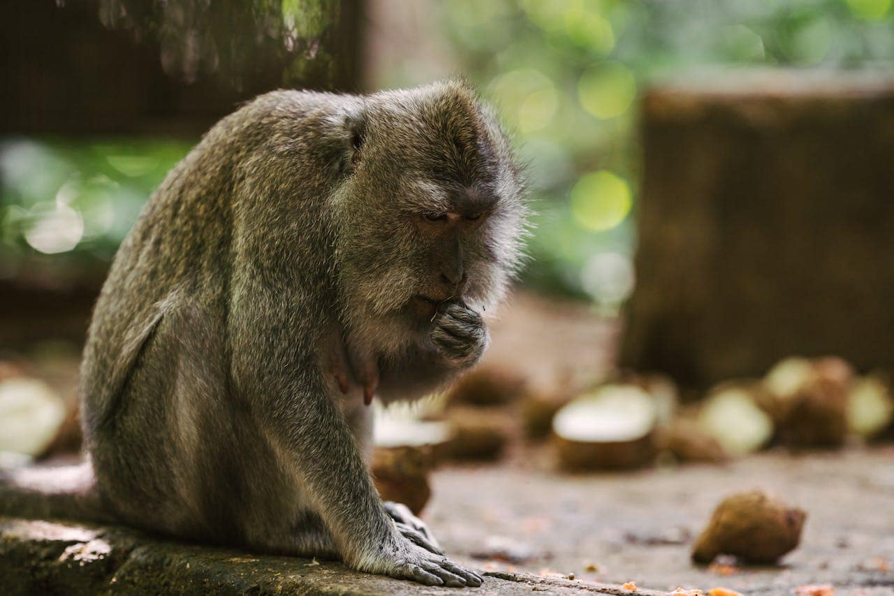 Wild monkey peacefully eating in an outdoor park setting, captured in natural light.