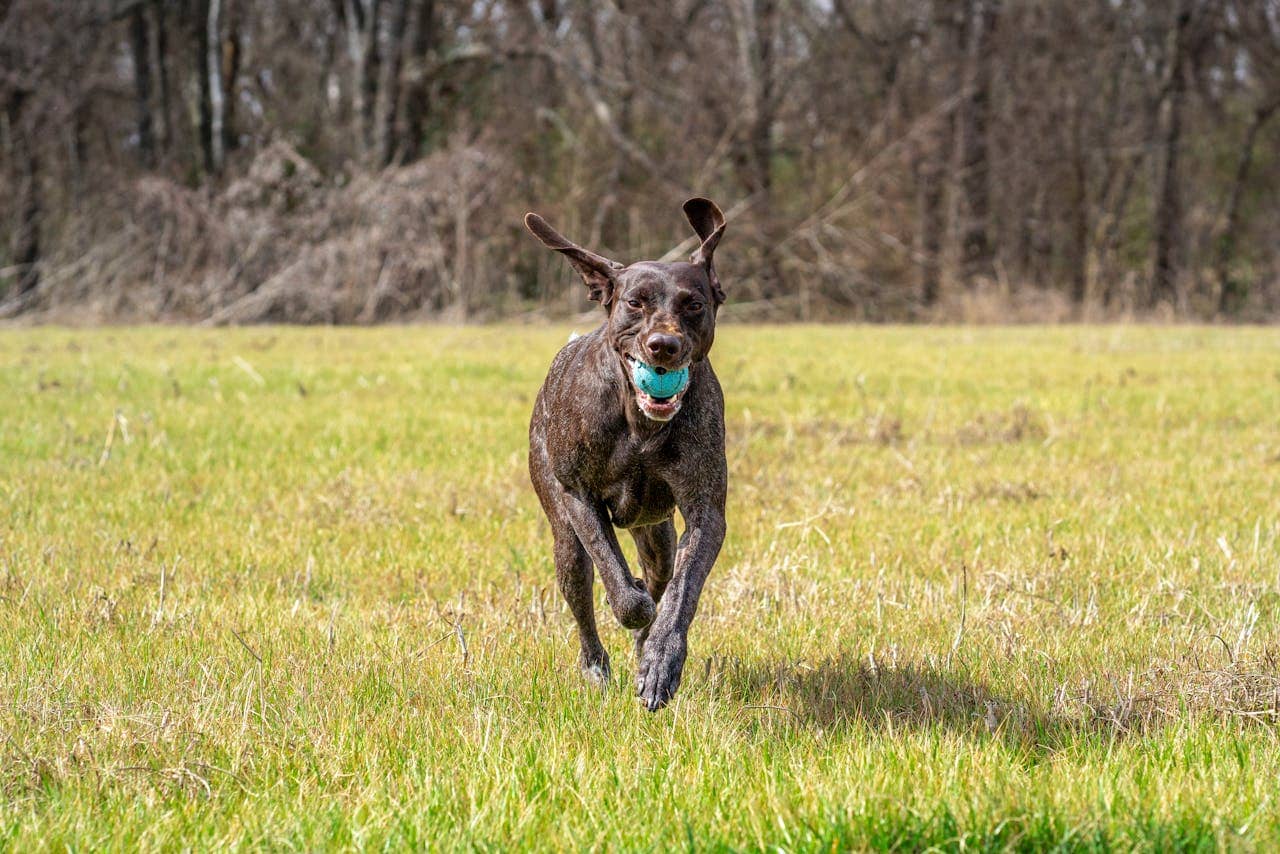 German Shorthaired Pointer joyfully runs with a ball in a sunny green field.