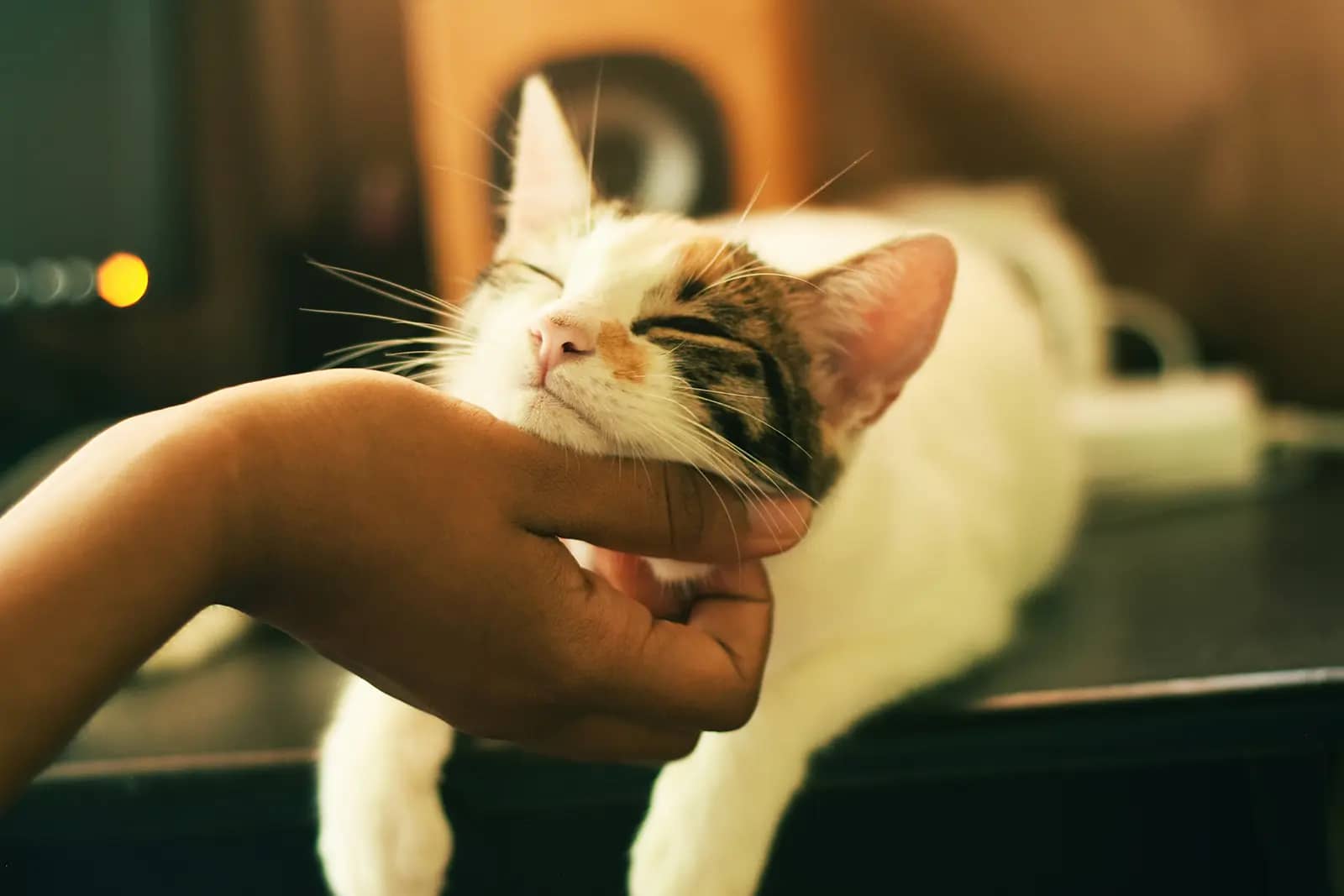 A person gently pets a relaxed cat with closed eyes, showcasing a moment of affection in a cozy indoor setting.