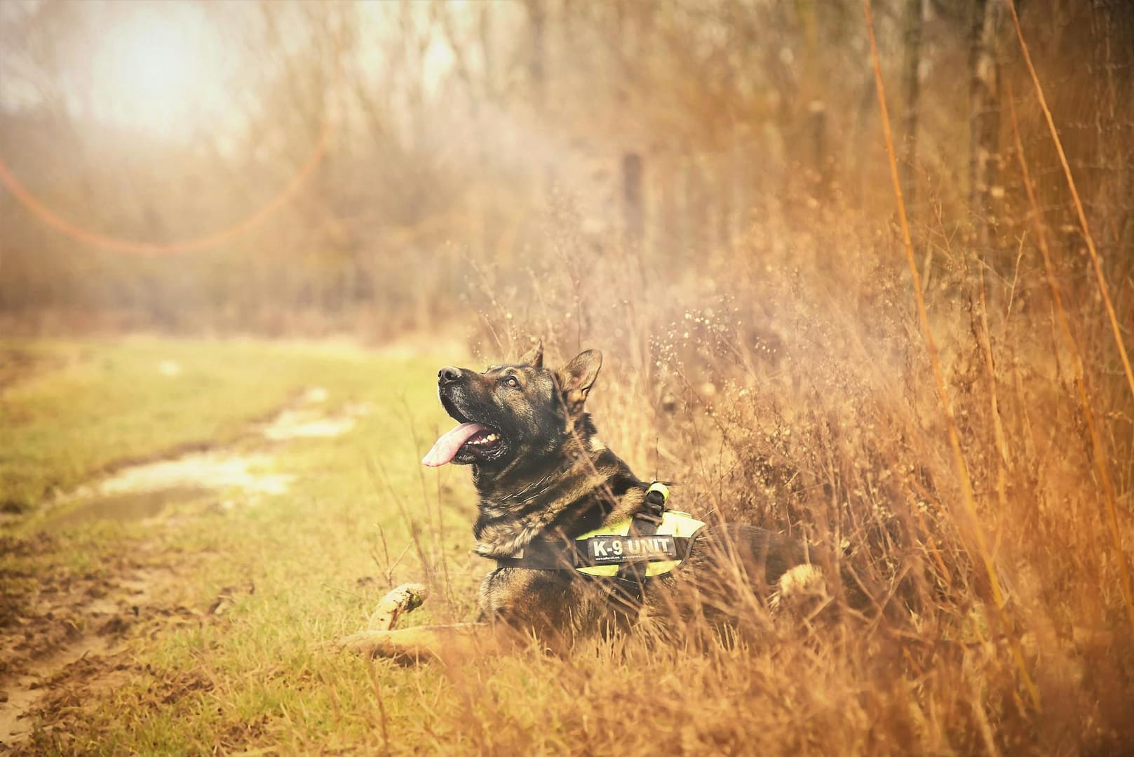 German Shepherd K9 dog relaxing in grassy countryside on a sunny day.