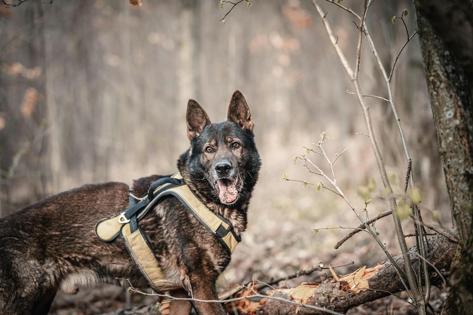 A German Shepherd standing alert in a forest during daytime, wearing a harness.