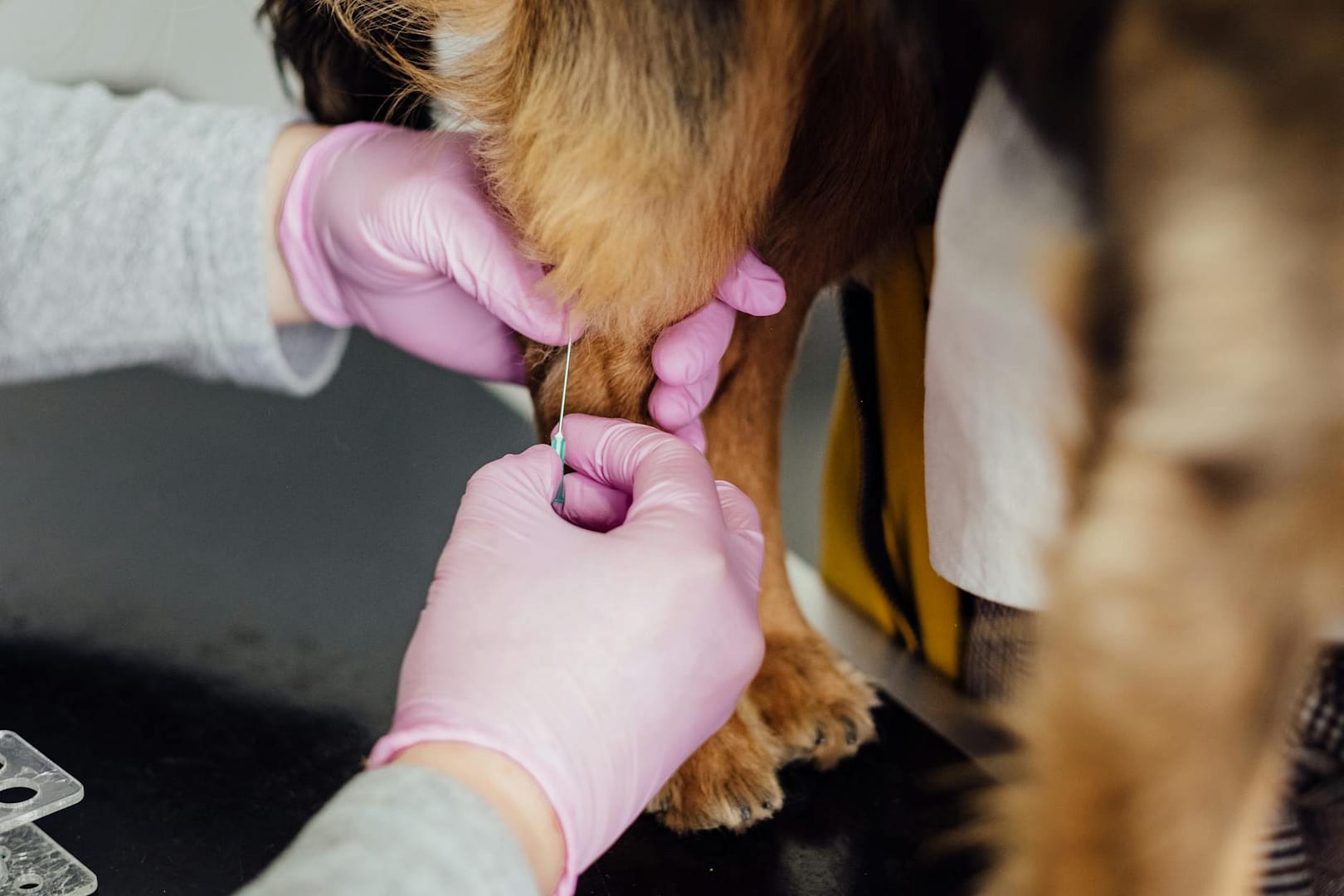 Close-up of a veterinarian injecting a dog's leg indoors, focusing on care and precision.