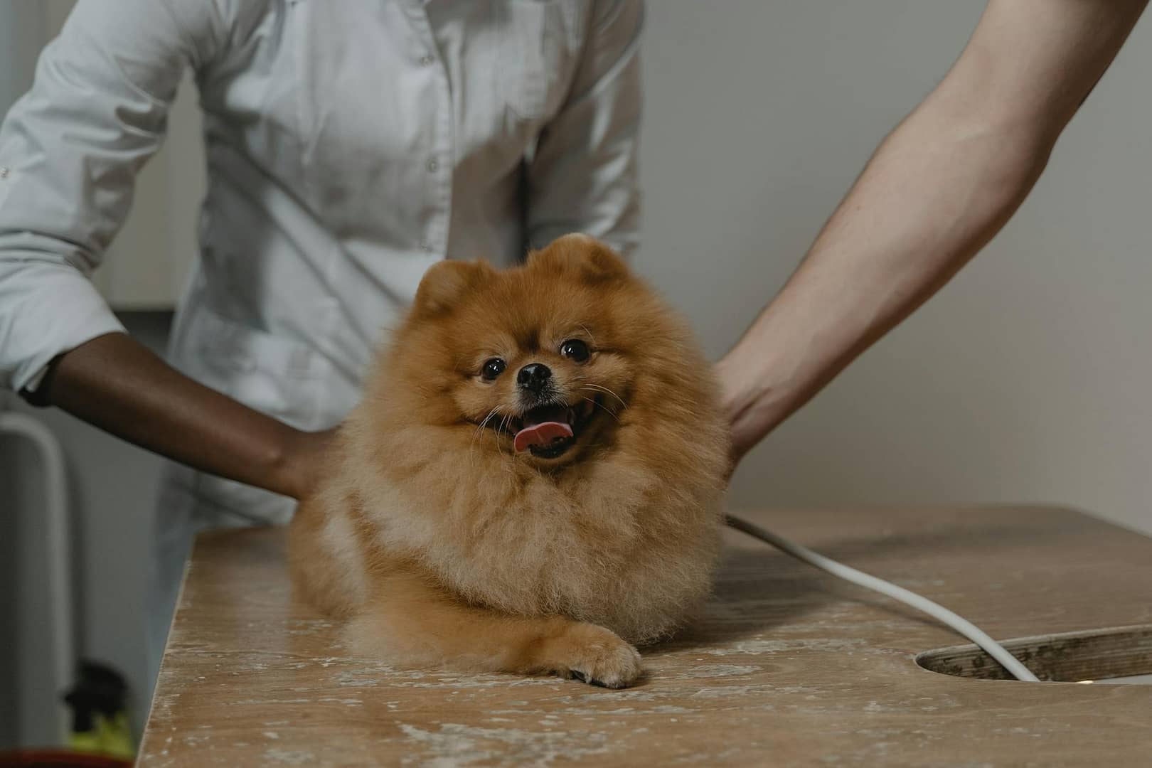 Cute Pomeranian dog lying on a vet's table, surrounded by veterinarians.