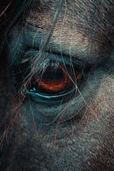 pexels-photo-32473571 Artistic close-up of a horse's eye, highlighting the emotion and detail in dramatic lighting.