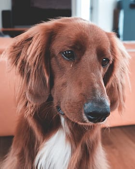 pexels-photo-6510371 Adorable Irish Setter gazing inside a cozy home.