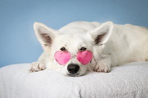 pexels-photo-2607544 Adorable white dog wearing pink heart sunglasses on a soft surface against a blue background.