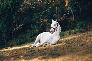pexels-photo-1996334-1996334 A beautiful white horse peacefully resting on a sunlit grassy field in nature.