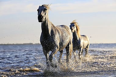 horse-white-horsehair-equine-190934-190934 Majestic white horses galloping through water, capturing the essence of freedom and beauty.