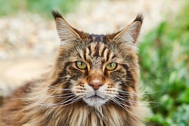 Stunning close-up portrait of a majestic Maine Coon cat outdoors.