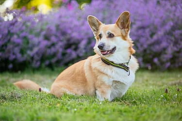 Corgi dog sits on lush grass with vibrant purple flowers in the background.