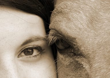 g7a2802a428015d572b5f412a7226c90633812a08d733ba91d14f76b9827f08da0639b69b35fea54a296806d154bf58ab5f3bf80335d1c17aacf088cd5f138aa7_1280-3449626 horse, human, friendship, animal, eyes, ride, brown horse, brown human, nature, brown friendship