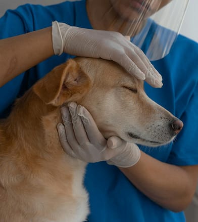pexels-photo-7469229-7469229 Veterinarian carefully checks and comforts a dog in a clinic environment.