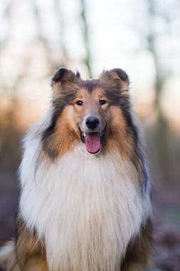 Beautiful Rough Collie dog posing outdoors in a natural setting.