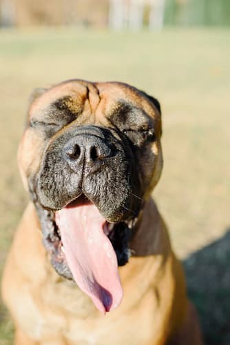A playful Bullmastiff dog enjoying a sunny day outdoors with eyes closed and tongue out.