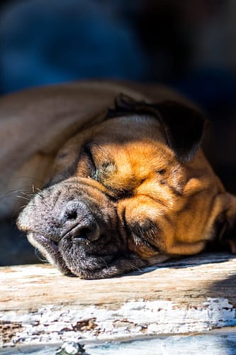 Close-up of a bullmastiff dog peacefully sleeping in a patch of sunlight indoors.